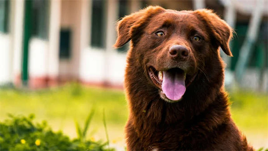 犬のトレーナーになるには？10の実践ステップで夢を叶える方法