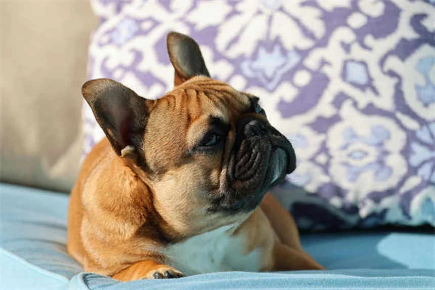 子犬の保険は必要？徹底比較でわかるメリットと選び方のコツ