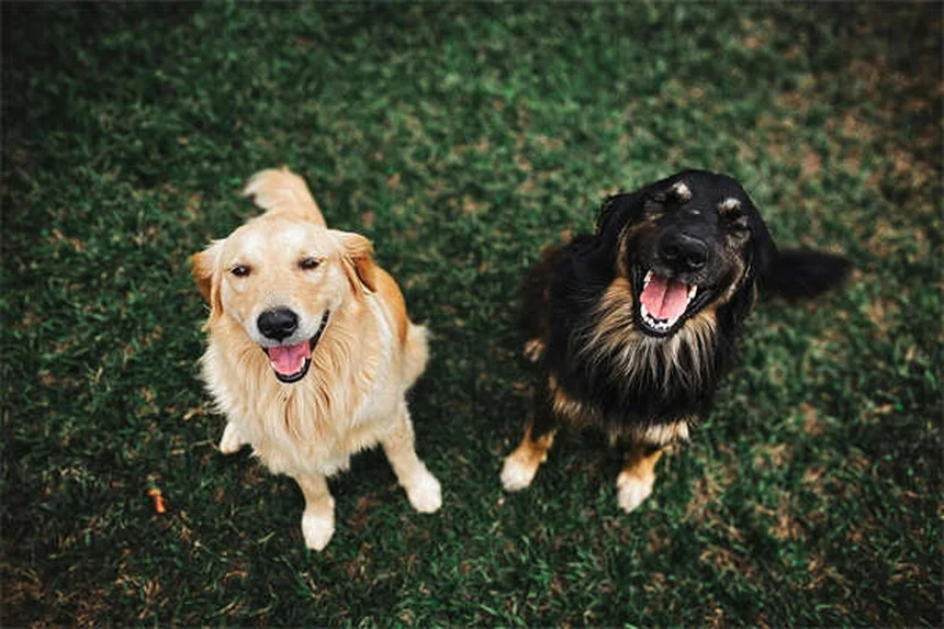 犬の体重測定を自宅で簡単に！正確に測る方法と頻度の目安