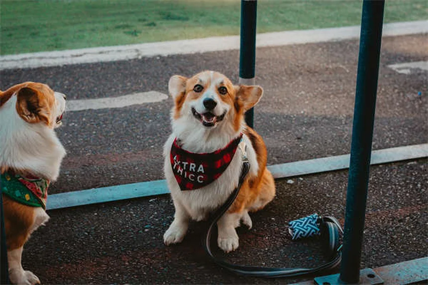 犬・猫のカルニチン：心臓と代謝をサポートする必須アミノ酸のすべて