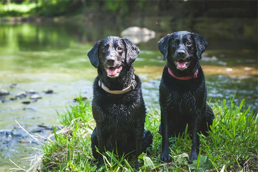 犬の体重を増やすドッグフードの選び方と与え方【獣医師監修】