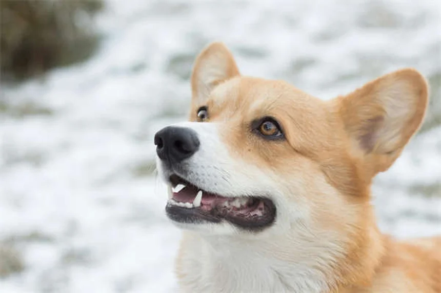 犬の保険の選び方：知っておくべき5つのポイントと比較のコツ