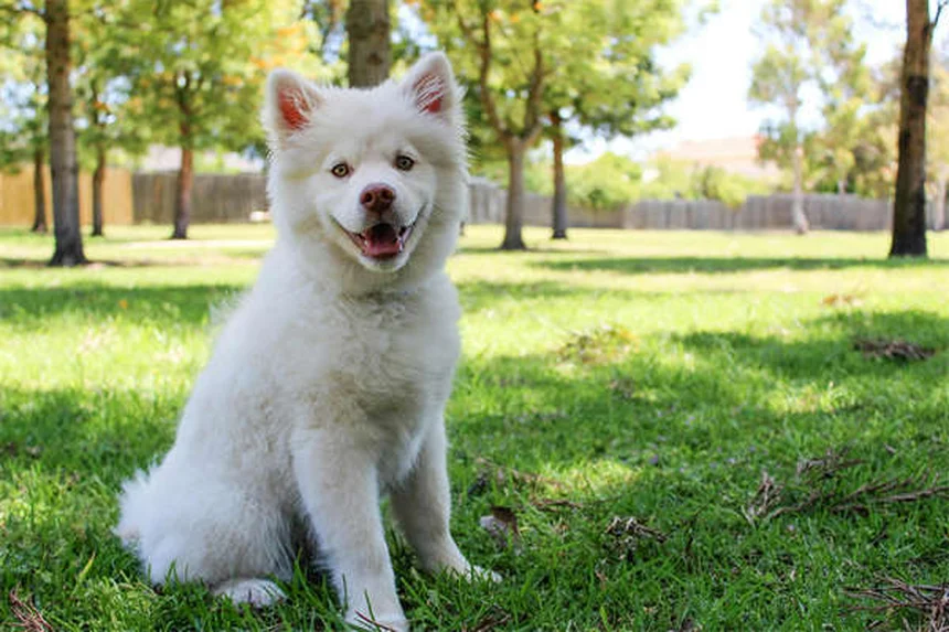 社会化不足の犬が抱える7つの危険と今からできる対策