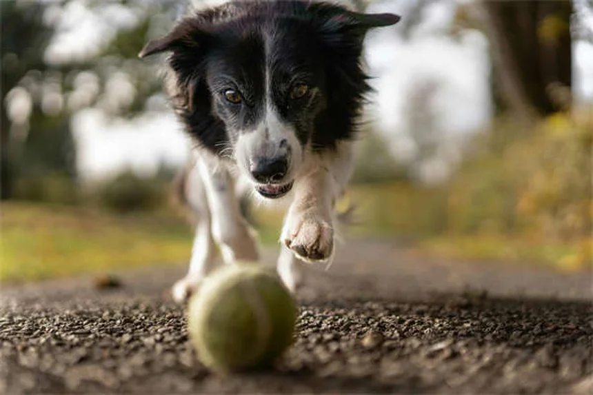 社会化不足の犬が抱える7つの危険と今からできる対策