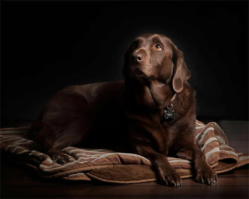 パピーストラングルとは？子犬の突然の顔の腫れと正しい対処法