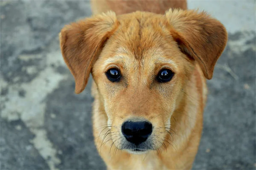 動物病院が怖くない！愛犬が尻尾を振って来院する3つの秘訣