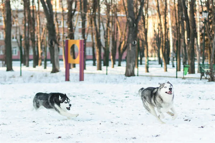 動物病院が怖くない！愛犬が尻尾を振って来院する3つの秘訣
