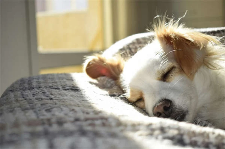 動物病院が怖くない！愛犬が尻尾を振って来院する3つの秘訣
