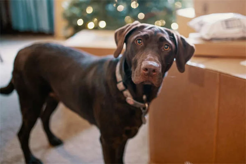 動物病院が怖くない！愛犬が尻尾を振って来院する3つの秘訣