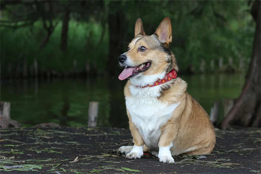 アメリカで人気の犬種ランキングTOP10！あなたにぴったりの犬は？