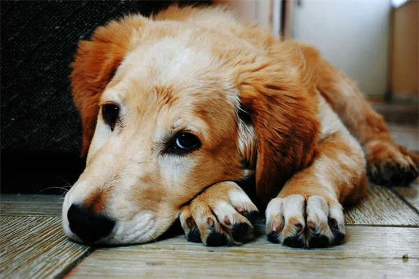 犬のパニック発作の見分け方と対処法を獣医師が解説