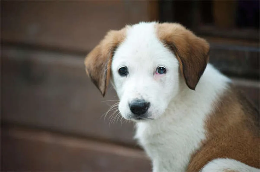 愛犬が足の上に座る理由とは？愛情と不安のサインを見極めて