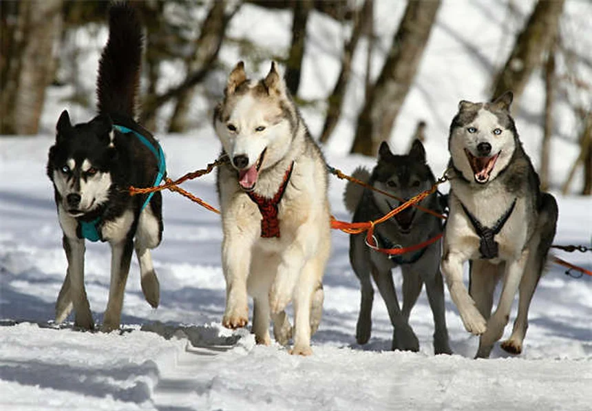 愛犬が足の上に座る理由とは？愛情と不安のサインを見極めて