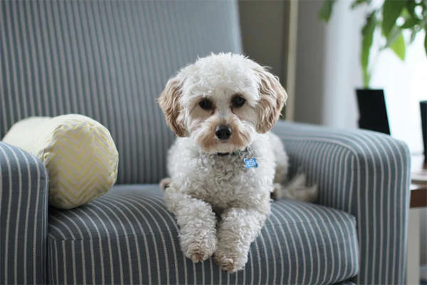 犬が舐める理由と対策｜原因と正しい対処法を解説