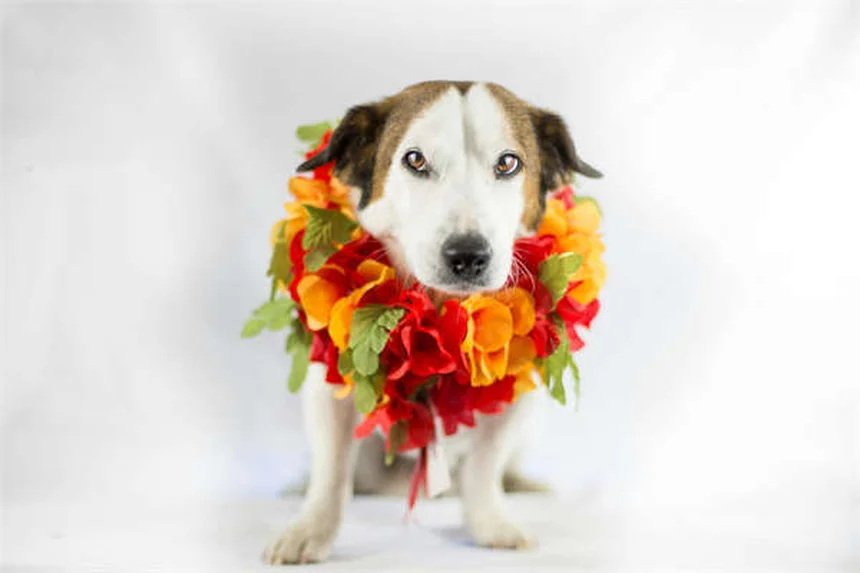 糖尿病の犬が死ぬ前に見せる7つのサインとQOLを守るケア方法