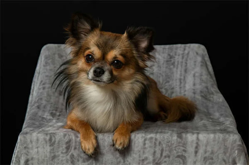 糖尿病の犬が死ぬ前に見せる7つのサインとQOLを守るケア方法