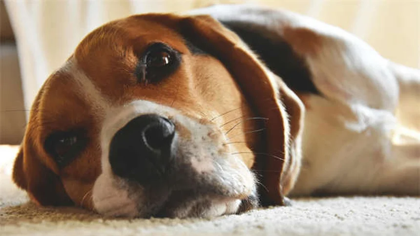 糖尿病の犬が死ぬ前に見せる7つのサインとQOLを守るケア方法