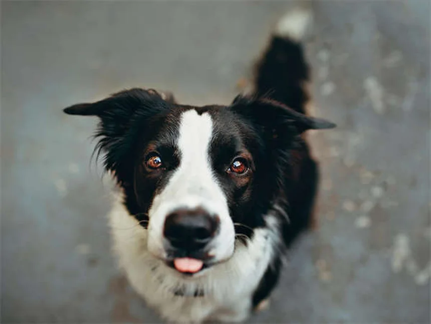 ボリコナゾールの犬への使用、猫への危険な副作用、知っておくべき安全対策
