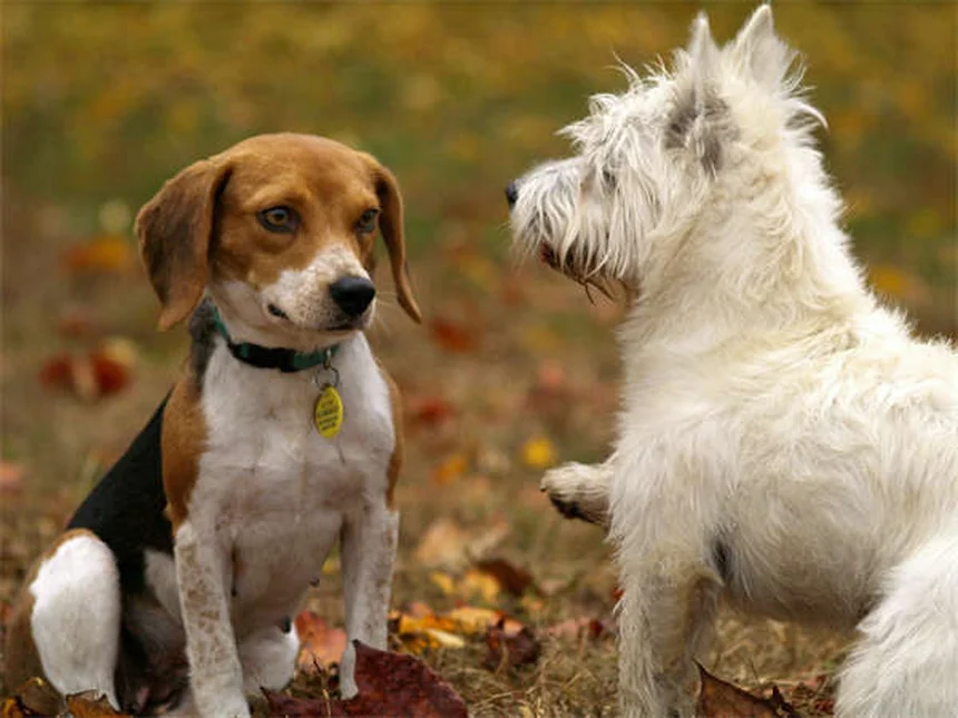 ボリコナゾールの犬への使用、猫への危険な副作用、知っておくべき安全対策