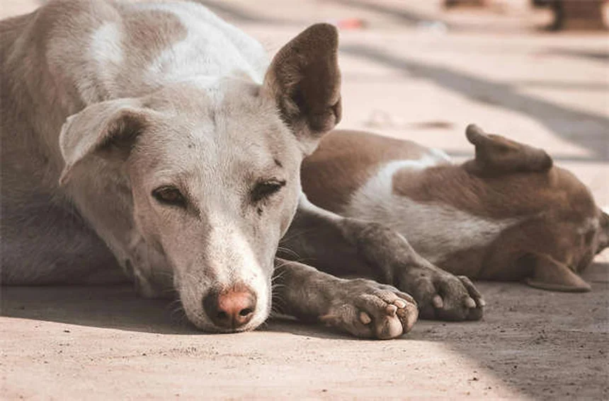 愛犬に「お話し」コマンドを教える簡単ステップ。初心者でも失敗しない方法を解説