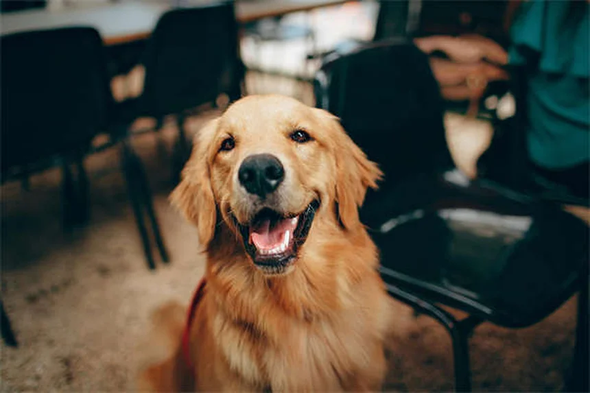 愛犬に「お話し」コマンドを教える簡単ステップ。初心者でも失敗しない方法を解説