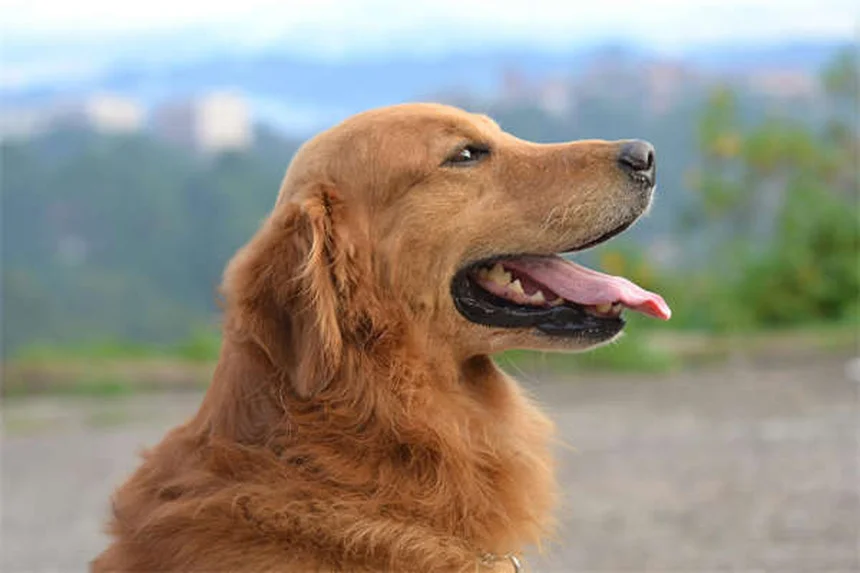 愛犬に「お話し」コマンドを教える簡単ステップ。初心者でも失敗しない方法を解説