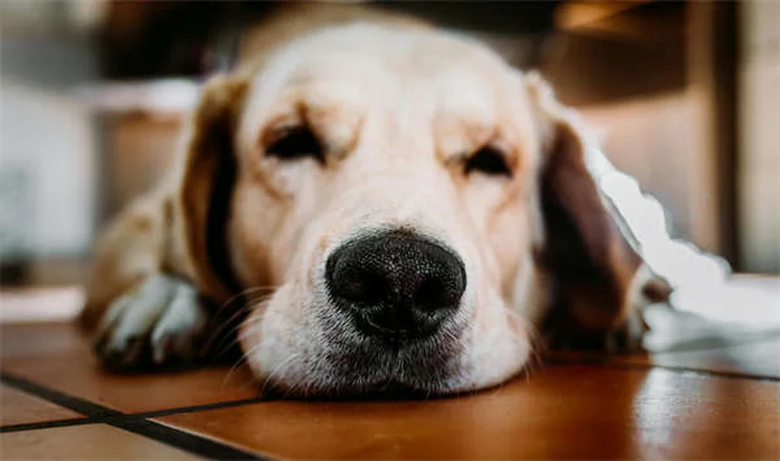 犬を落ち着かせる音楽の選び方：科学的に効果が実証されたジャンルと使い方のコツ