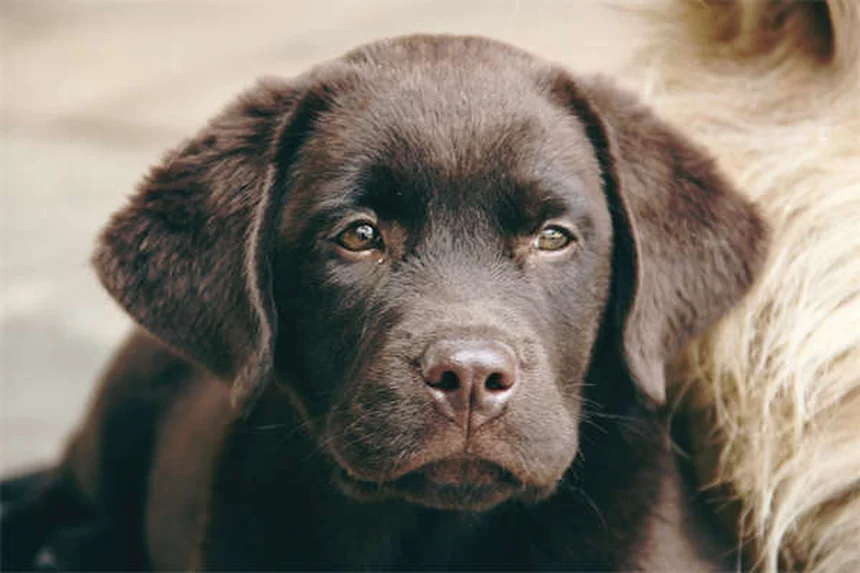 犬猫の駆虫薬ピランテルパモエート、本当に効く？注意点と効果を解説