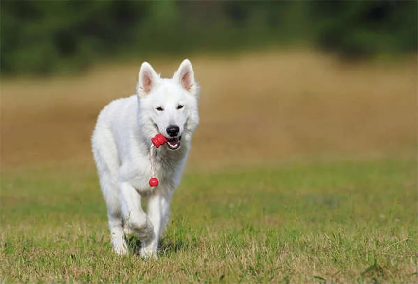 犬の血液型と輸血のすべて：知っておくべき種類・適合・ドナー条件