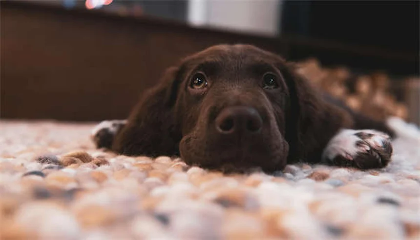 犬の寝相で分かる性格と健康状態6選！愛犬の気持ちがわかる