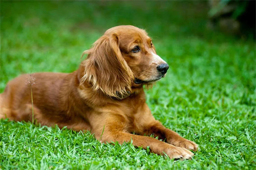 犬の匂いを消す方法：今日からできる効果的な7つのステップ