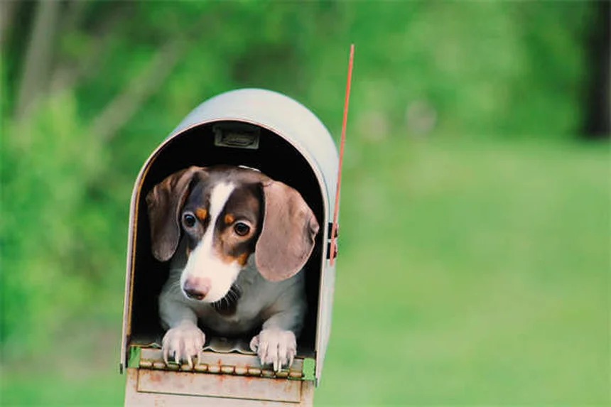 犬の季節性アレルギー：症状・原因と自宅でできる対策5選