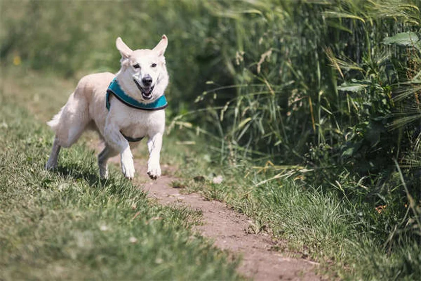 犬の季節性アレルギー：症状・原因と自宅でできる対策5選