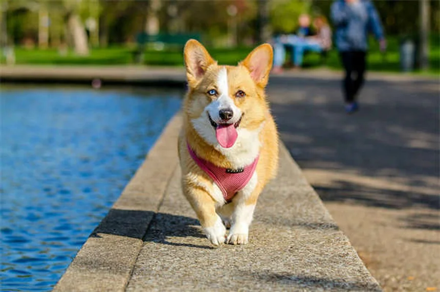 シサプリドとは？犬・猫の消化管運動を改善する薬の効果と注意点