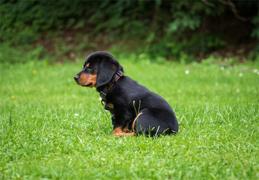 愛犬の耳掃除は必要？正しい頻度と安全なやり方【獣医師推奨】