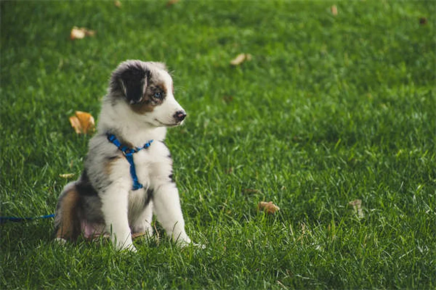 愛犬と安全に狩猟を楽しむための7つの必須ガイド