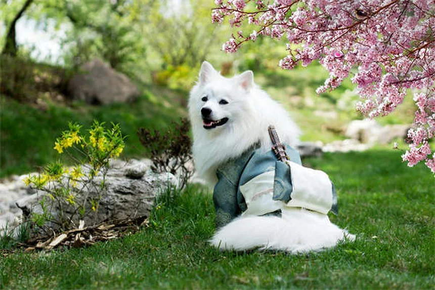 犬のメロキシカムとは？関節炎の痛みを和らげるNSAIDの効果と注意点